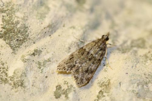 Eudonia mercurella